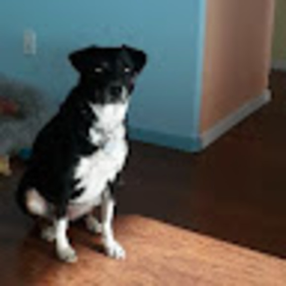 Meet your Posher, Bob - Picture 1 of 1